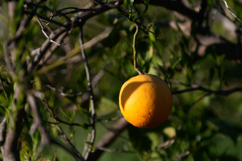 naranja en arbol