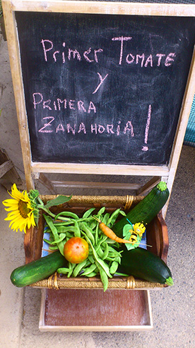 mi primer tomate