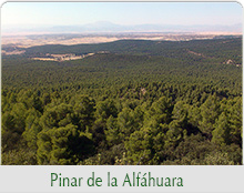 pinar de la alfahuara